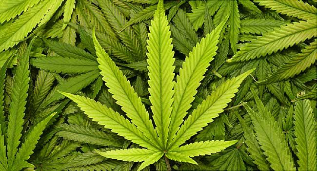 Marijuana leaves.